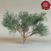 Bursera simaruba