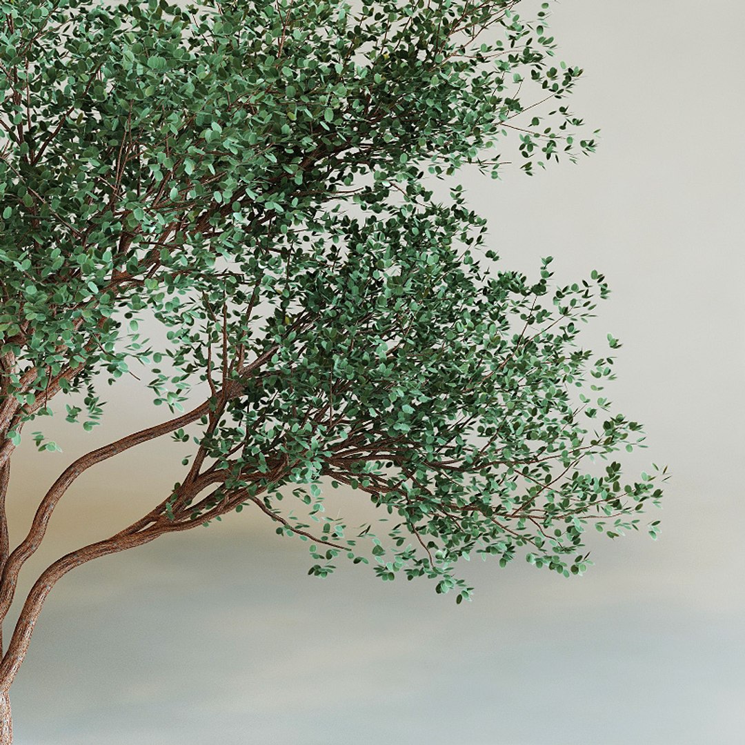 3d model bursera simaruba https://p.turbosquid.com/ts-thumb/3P/2SA7p9/fZRzsPxt/bursera_simaruba0003/jpg/1214048900/1920x1080/fit_q87/ed29e507eb4baa2ae9be064cd4b2c81bf6ad47b6/bursera_simaruba0003.jpg