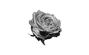 3D rose plant flower model