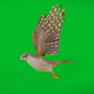 Eurasian Goshawk Bird
