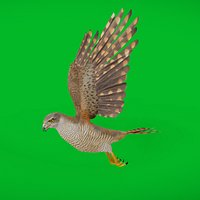 Eurasian Goshawk Bird