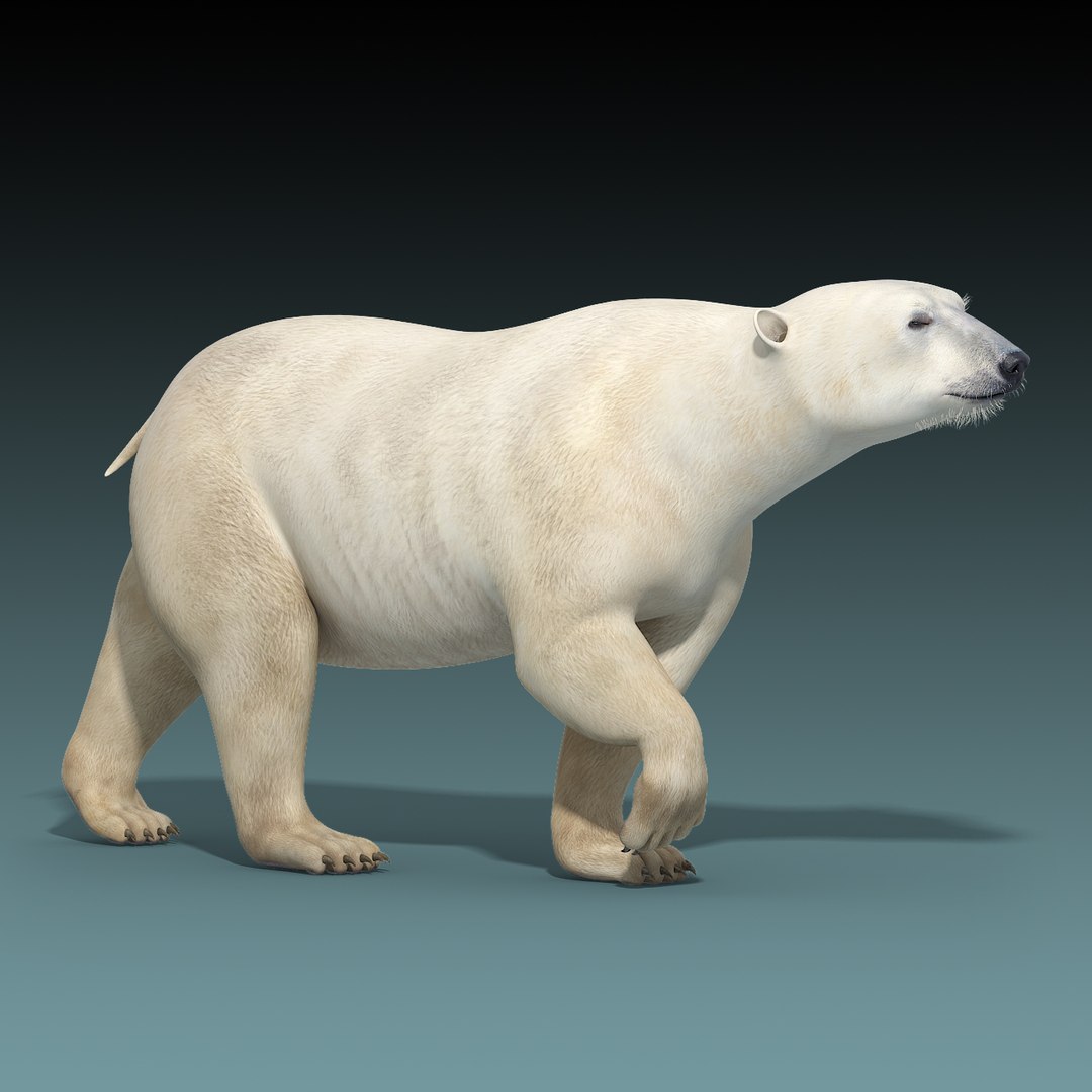 polar bear rigged 3d max https://p.turbosquid.com/ts-thumb/3P/FJemh9/81Spk7Jl/polar_bear_model_rigged_02/jpg/1455188719/1920x1080/fit_q87/56809d09ccd92e9ae66a215c29b1b1c682775401/polar_bear_model_rigged_02.jpg