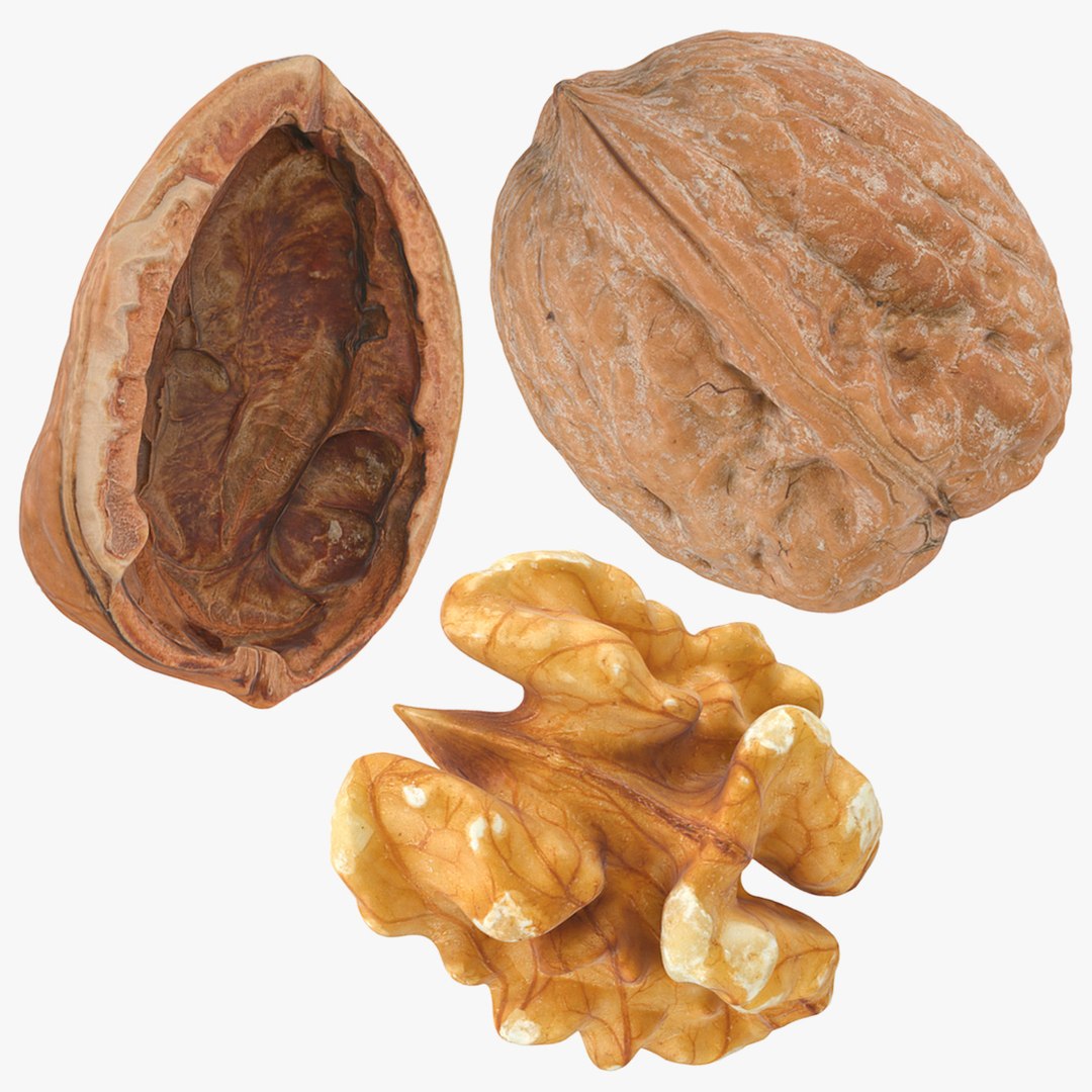 3D Walnut Collection Model - TurboSquid 2040415