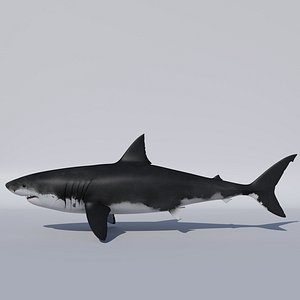 Great White Shark