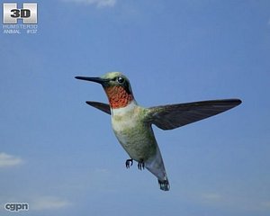 3d bee hummingbird bird model