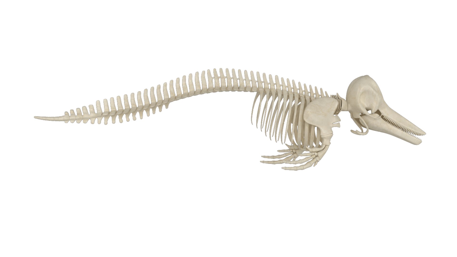 Skeleton Model - Turbosquid 1541883