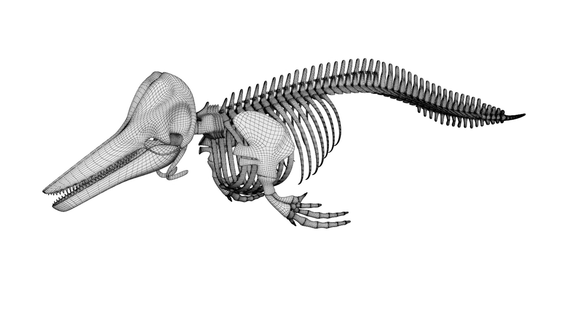 Skeleton Model - TurboSquid 1541883