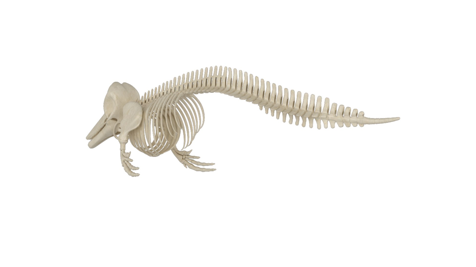 Skeleton Model - TurboSquid 1541883