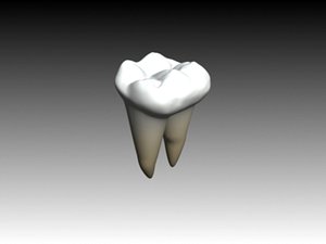 molar mandibular 3d max