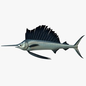 indo-pacific sailfish 3d model