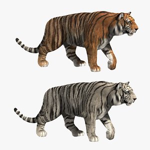 Tigers FUR ANIMATED