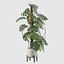 Monstera deliciosa 07