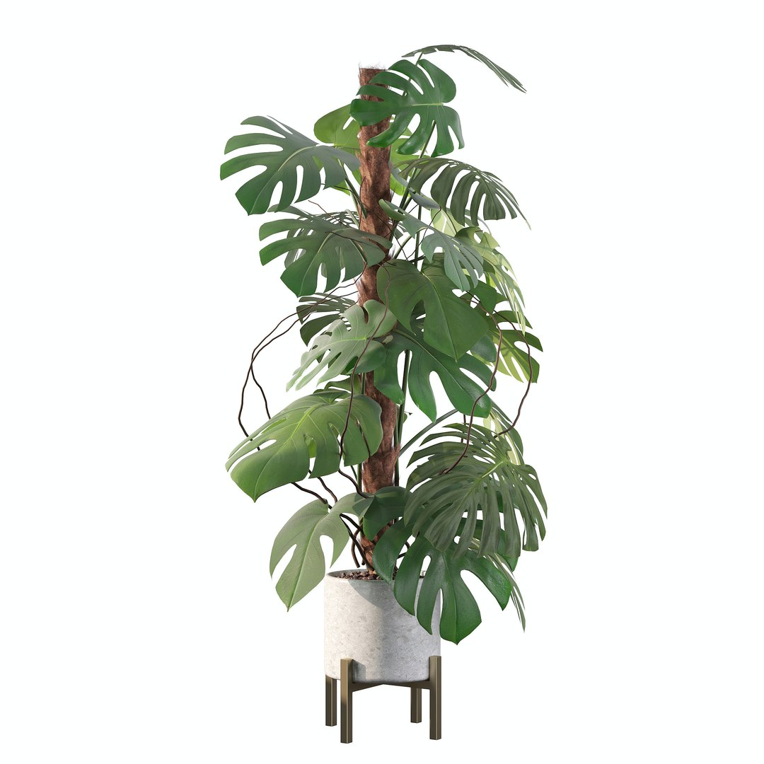 3D Monstera deliciosa 07 https://p.turbosquid.com/ts-thumb/3P/eBXQLF/2L/c/jpg/1663754669/1920x1080/fit_q87/8e75a5cc6001d2ba662d27342cb19f008b216367/c.jpg