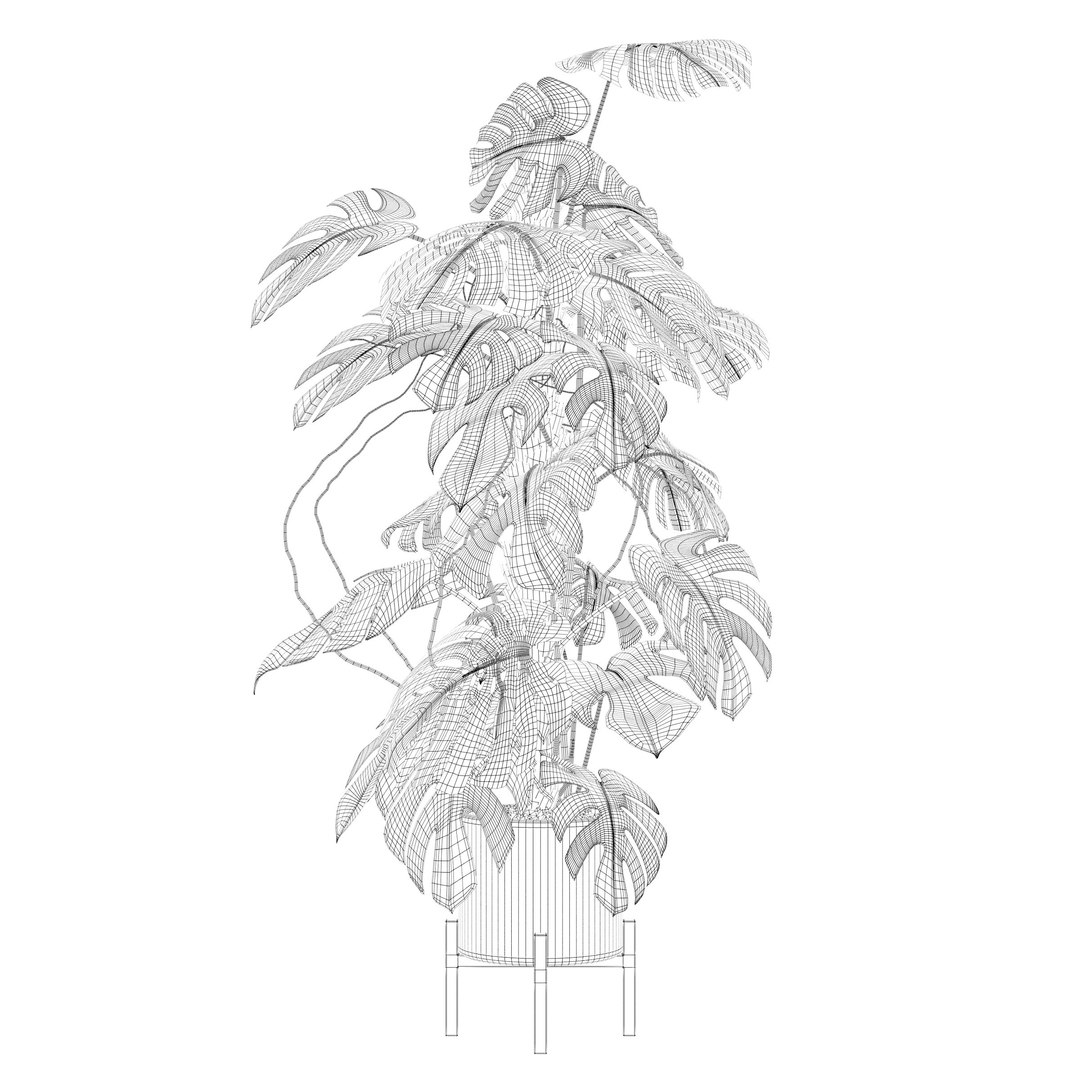 3D Monstera deliciosa 07 https://p.turbosquid.com/ts-thumb/3P/eBXQLF/6B/e/jpg/1663754671/1920x1080/fit_q87/9537904cb1e8b8908239d9bbf38a21b1d0f15880/e.jpg