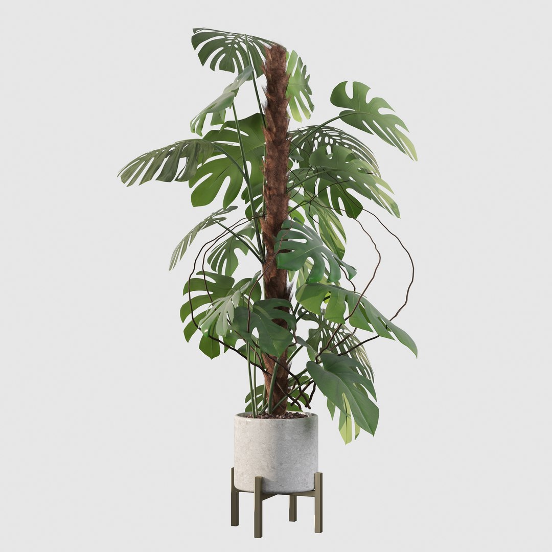 3D Monstera deliciosa 07 https://p.turbosquid.com/ts-thumb/3P/eBXQLF/Ar/14/jpg/1663754662/1920x1080/fit_q87/38f1bc787a5f8ccac113db359a9ae2bcdcff7227/14.jpg