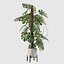 Monstera deliciosa 07