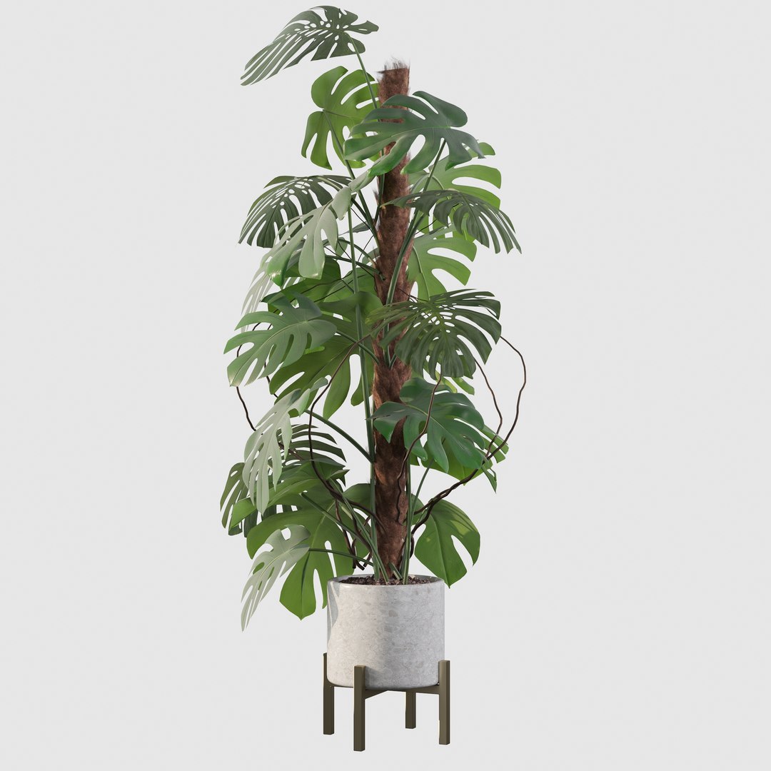 3D Monstera deliciosa 07 https://p.turbosquid.com/ts-thumb/3P/eBXQLF/CV/10/jpg/1663754661/1920x1080/fit_q87/0f3f774084d32c0922e843b49efd37c33aad1891/10.jpg