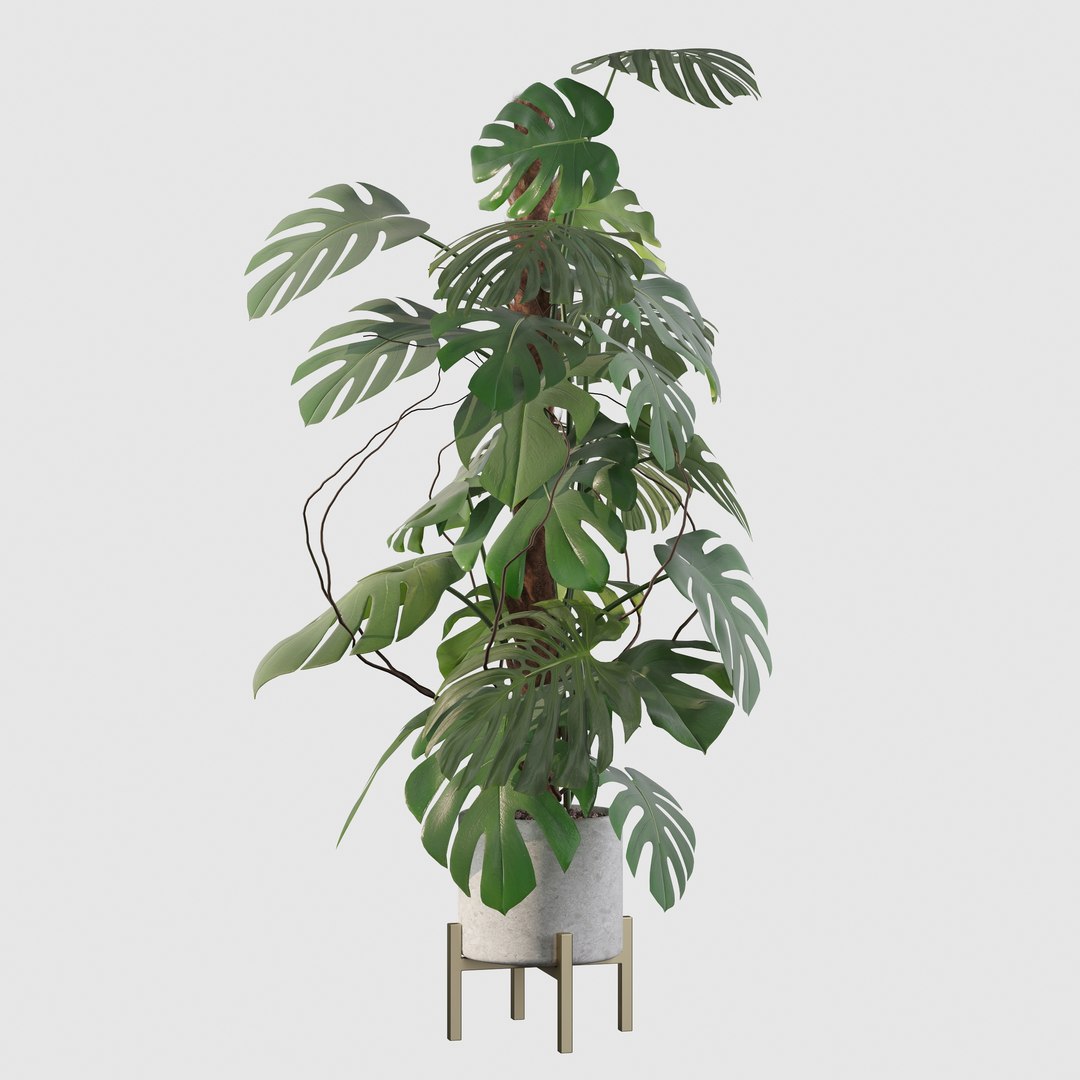 3D Monstera deliciosa 07 https://p.turbosquid.com/ts-thumb/3P/eBXQLF/DF/22/jpg/1663754667/1920x1080/fit_q87/e8141a5fd7ac28773272e15f3bb4b84d7bf257b2/22.jpg