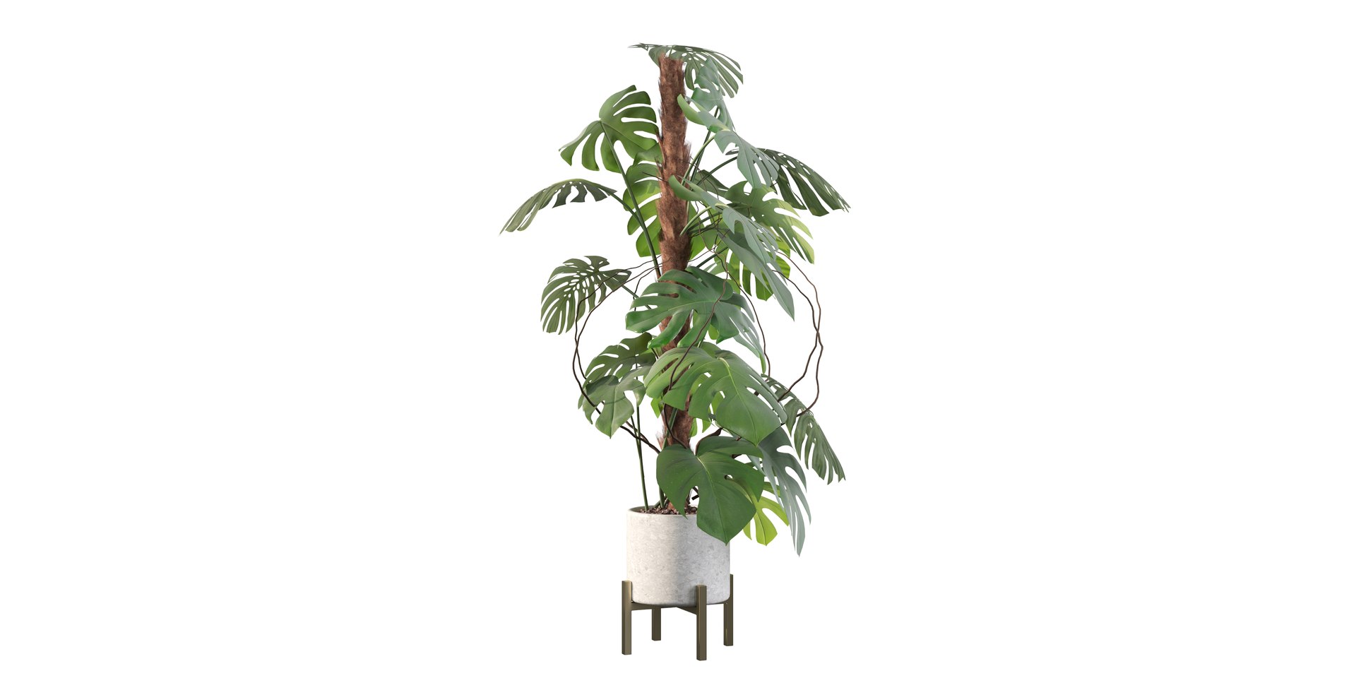 3D Monstera deliciosa 07 https://p.turbosquid.com/ts-thumb/3P/eBXQLF/E7/1/jpg/1663754641/1920x1080/fit_q87/db2b0e5f951c250e843fbdbcf482f32fea3f6d83/1.jpg