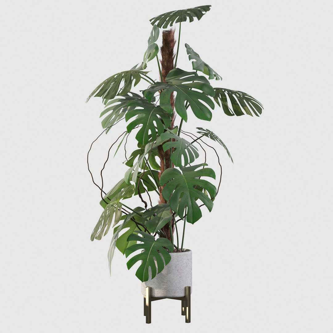 3D Monstera deliciosa 07 https://p.turbosquid.com/ts-thumb/3P/eBXQLF/Gs/6/jpg/1663754658/1920x1080/fit_q87/803dc3bcc895919f160c93c686f5cfaa0a0fb2c0/6.jpg