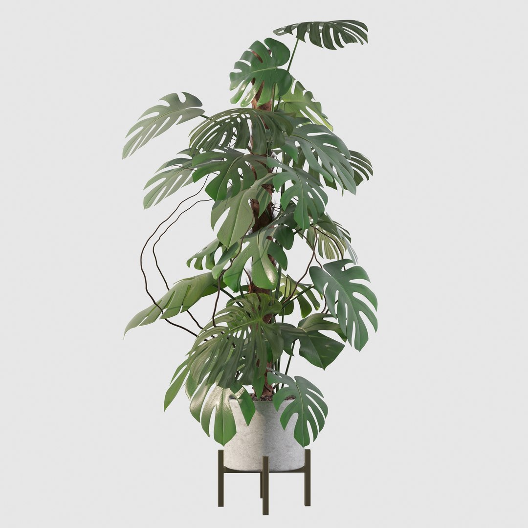 3D Monstera deliciosa 07 https://p.turbosquid.com/ts-thumb/3P/eBXQLF/Jk/24/jpg/1663754668/1920x1080/fit_q87/3b130dfa6d5419428ecebd3ae06a0700ed2e3da7/24.jpg