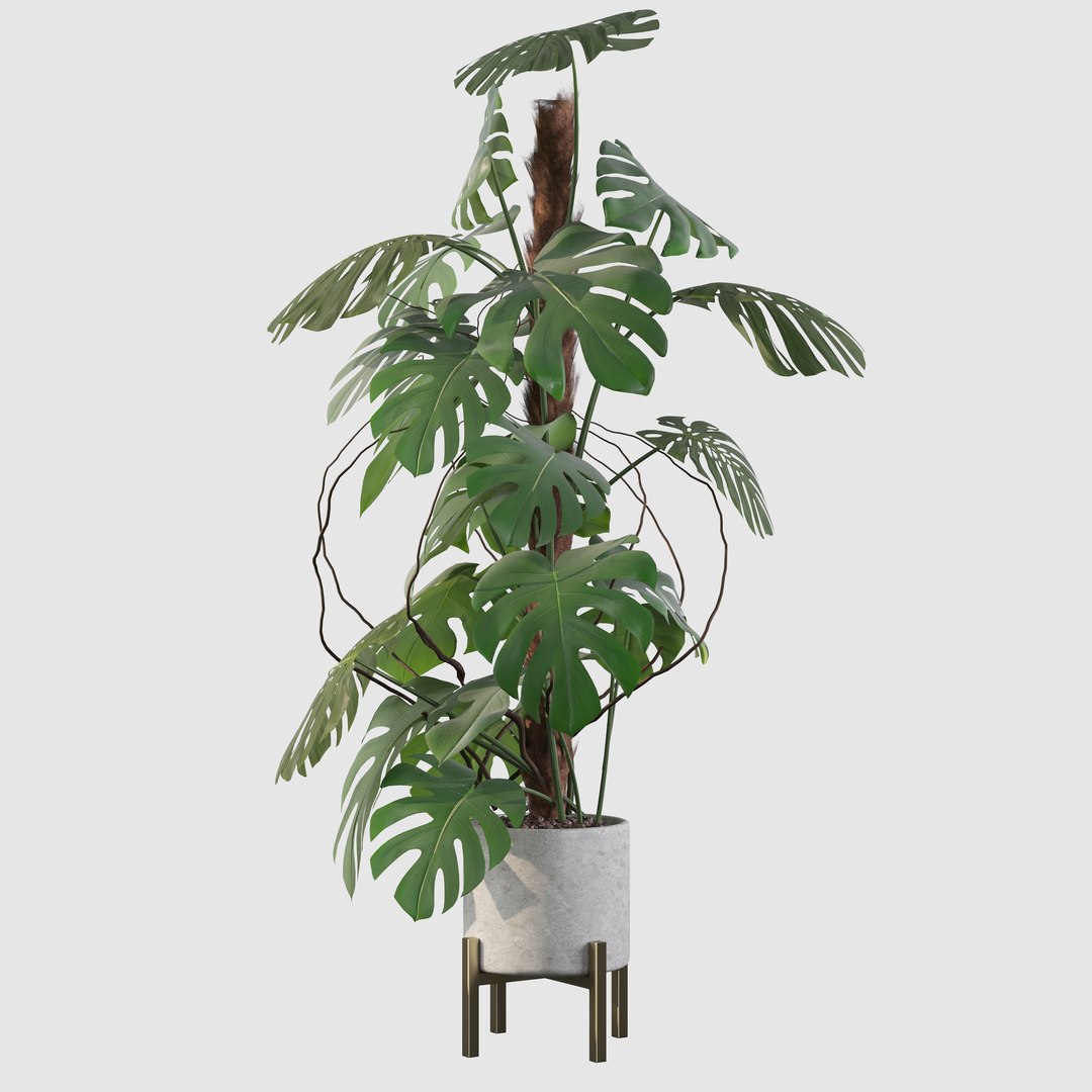 3D Monstera deliciosa 07 https://p.turbosquid.com/ts-thumb/3P/eBXQLF/L2/7/jpg/1663754659/1920x1080/fit_q87/aa431b9f5a337fb2287d45356d84a43085689549/7.jpg