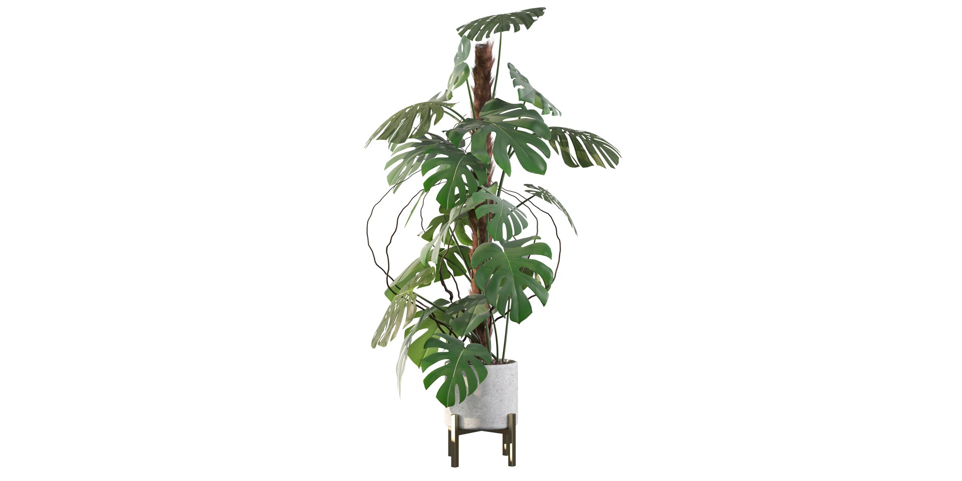 3D Monstera deliciosa 07 https://p.turbosquid.com/ts-thumb/3P/eBXQLF/MZ/2/jpg/1663754642/1920x1080/fit_q87/1e272d484d1be17ec860305b68281267f5884bc4/2.jpg