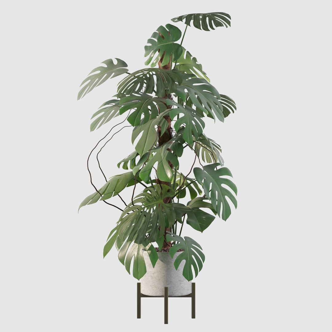 3D Monstera deliciosa 07 https://p.turbosquid.com/ts-thumb/3P/eBXQLF/OM/25/jpg/1663754669/1920x1080/fit_q87/d07dc6e9f41140598f98b9ca382ba12a33f3035f/25.jpg