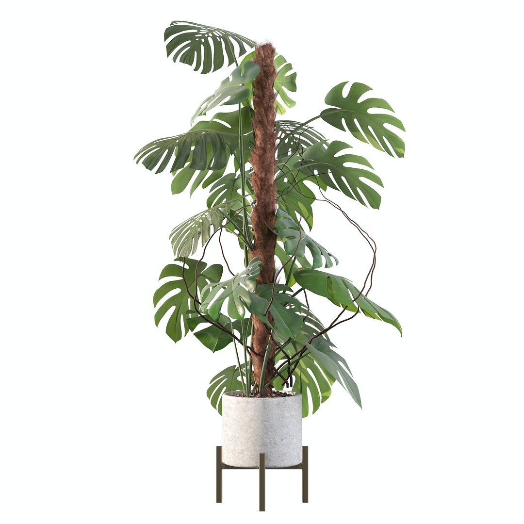 3D Monstera deliciosa 07 https://p.turbosquid.com/ts-thumb/3P/eBXQLF/QA/b/jpg/1663754670/1920x1080/fit_q87/497879943b8e3f352905783ea90bd4d2590dd4d4/b.jpg