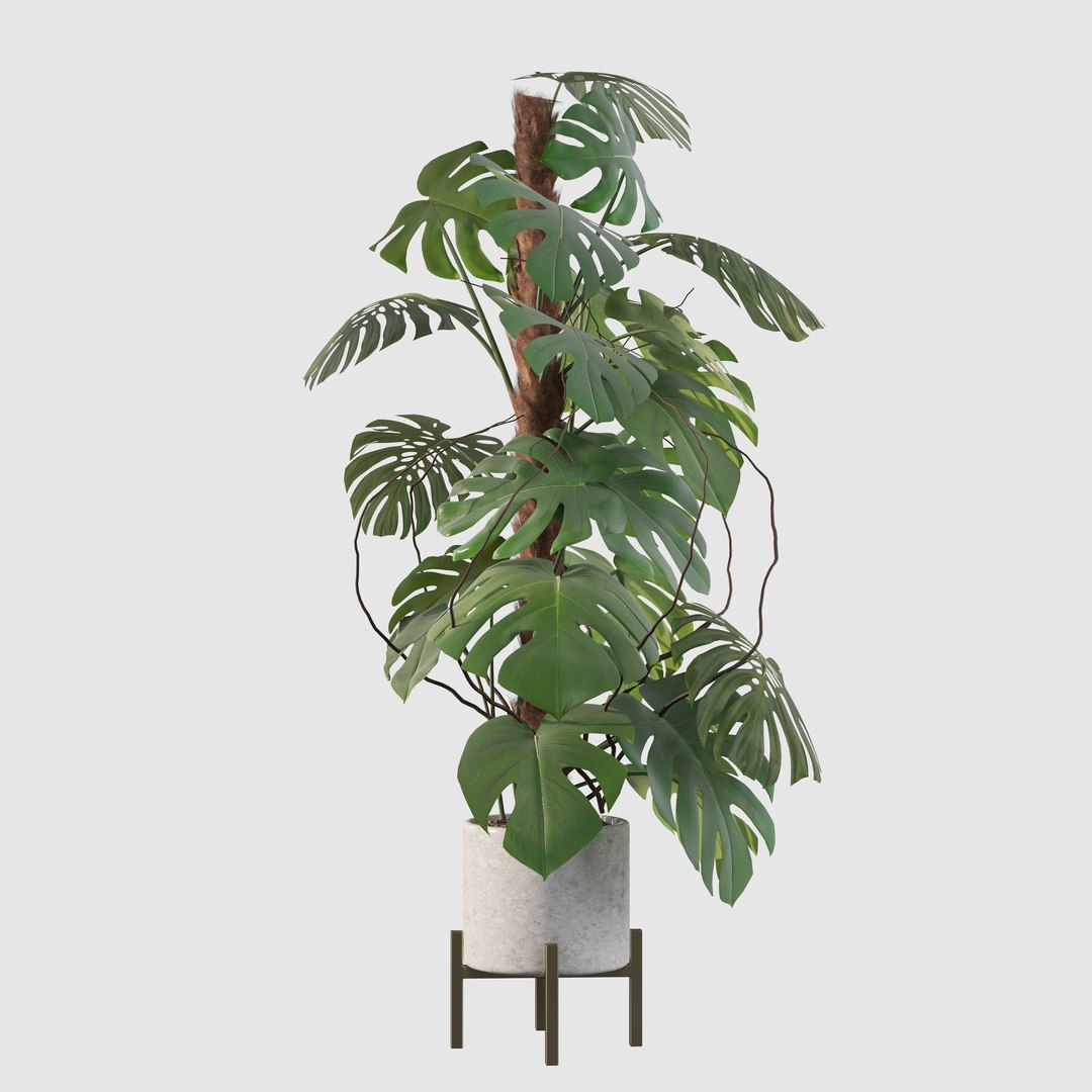 3D Monstera deliciosa 07 https://p.turbosquid.com/ts-thumb/3P/eBXQLF/Qp/17/jpg/1663754665/1920x1080/fit_q87/3a8129bbb1d46d6a84182228be319aa37f7fb24f/17.jpg