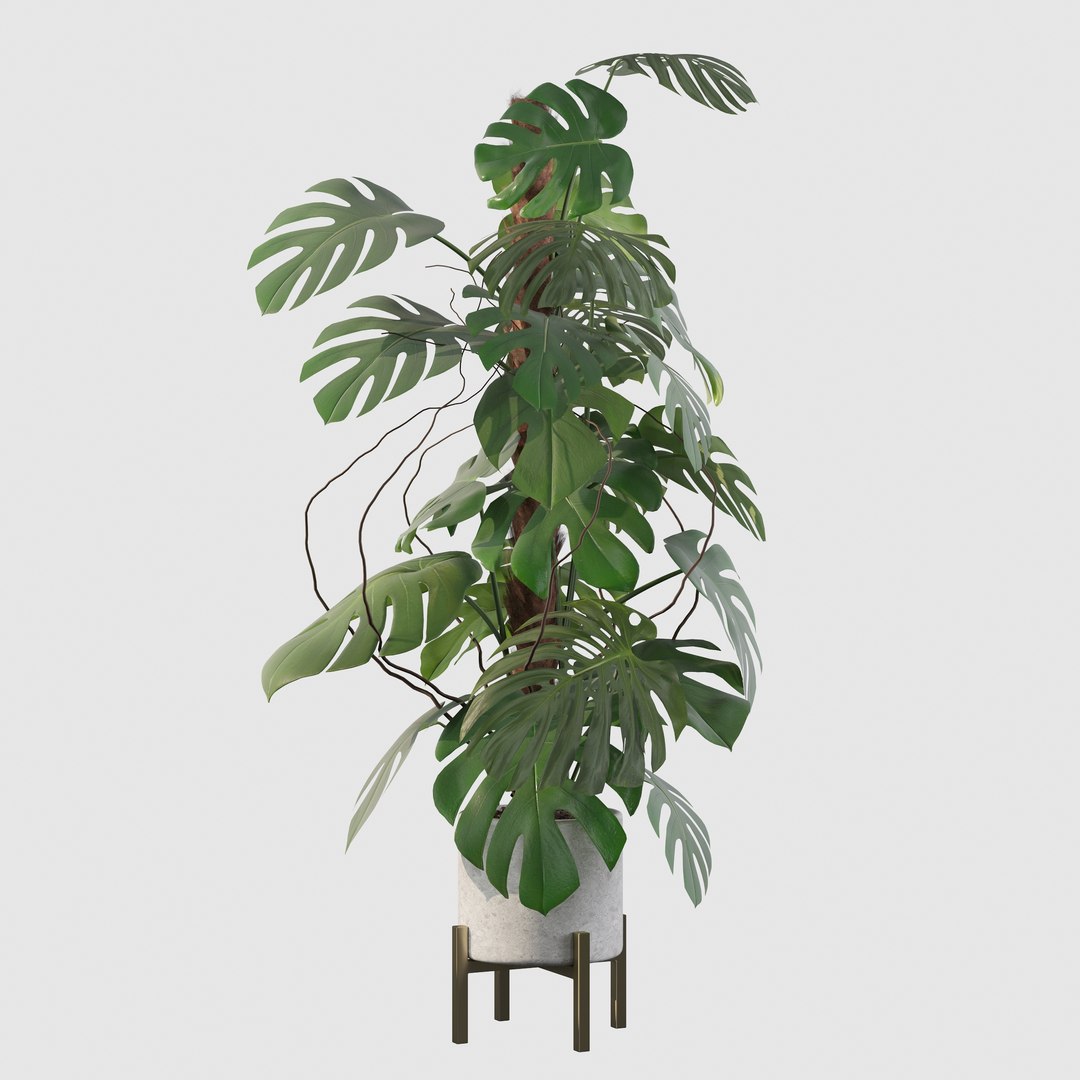 3D Monstera deliciosa 07 https://p.turbosquid.com/ts-thumb/3P/eBXQLF/Qu/21/jpg/1663754667/1920x1080/fit_q87/4f7df114e098af73dbad1316c9f41d4f19a5ed43/21.jpg