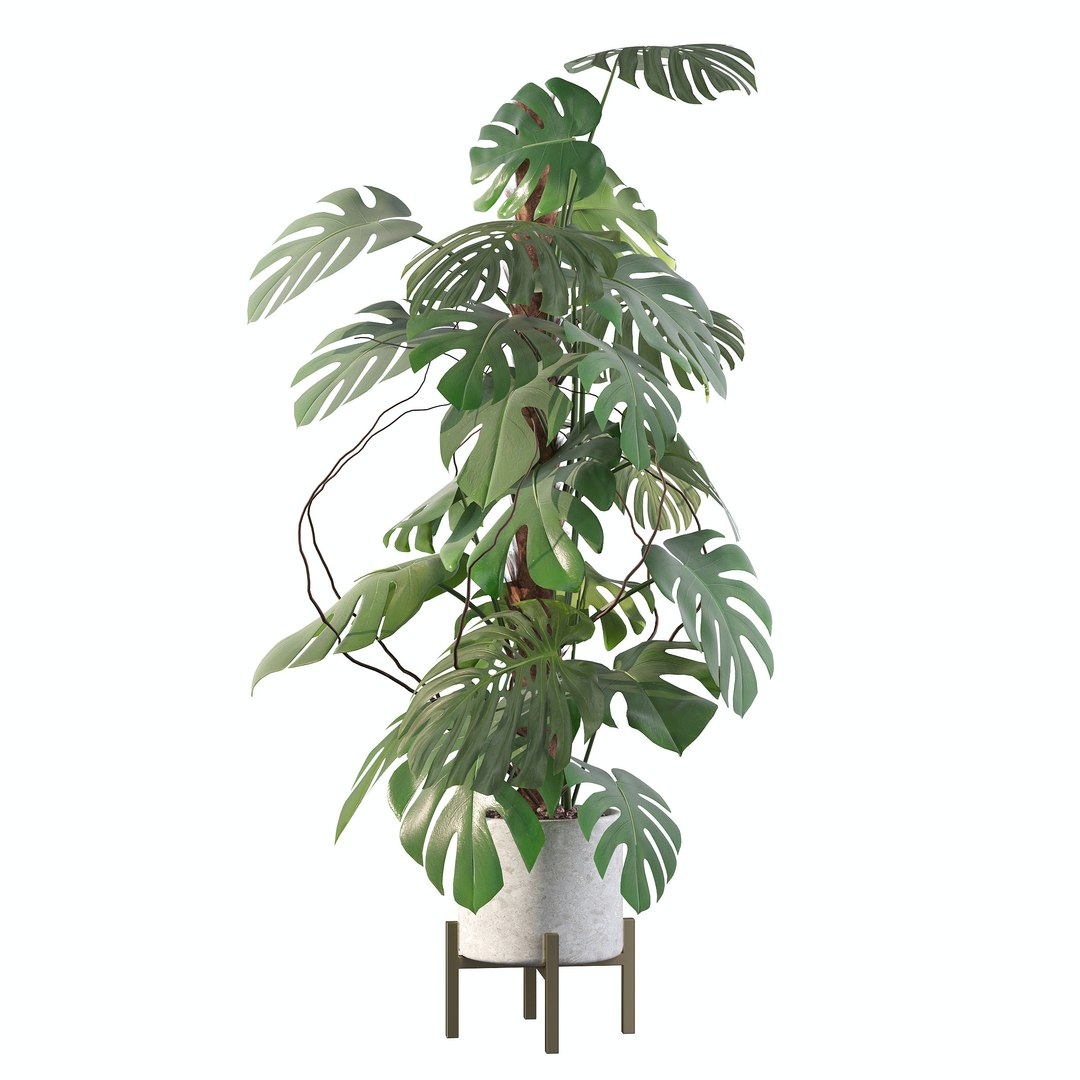3D Monstera deliciosa 07 https://p.turbosquid.com/ts-thumb/3P/eBXQLF/SJ/d/jpg/1663754670/1920x1080/fit_q87/26bbcb46b37483bcc1b466936d8eba594fc9b2ce/d.jpg