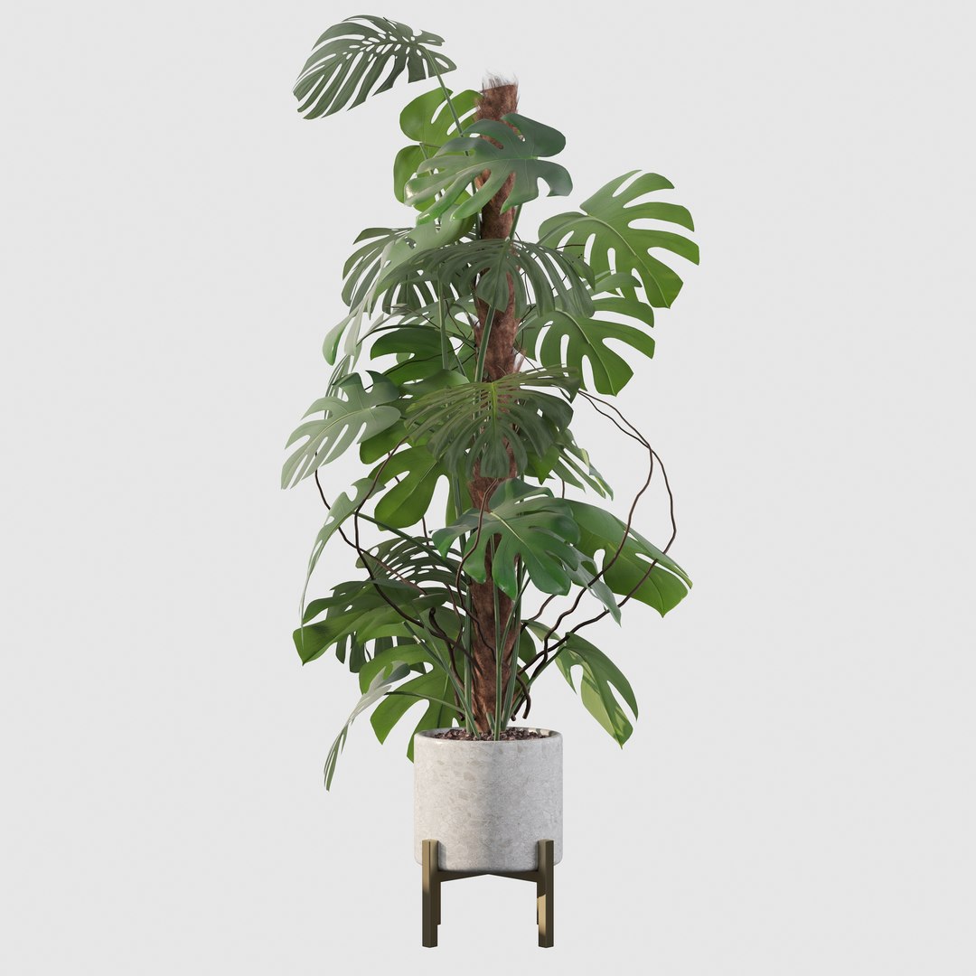 3D Monstera deliciosa 07 https://p.turbosquid.com/ts-thumb/3P/eBXQLF/Xa/11/jpg/1663754661/1920x1080/fit_q87/819feeed8ba2f35b706a89225017283f2df0bb78/11.jpg