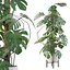 Monstera deliciosa 07