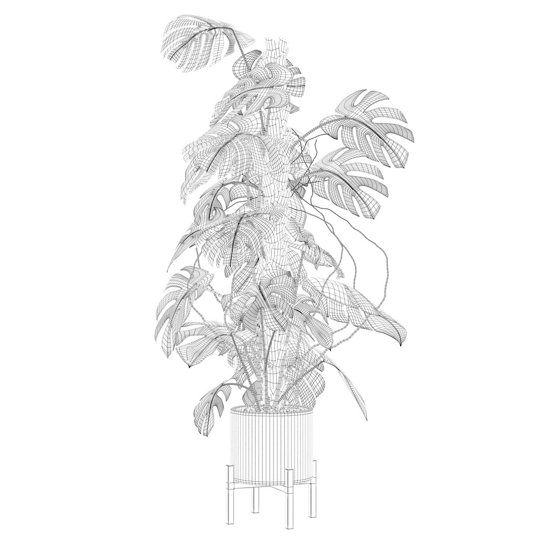 3D Monstera deliciosa 07 https://p.turbosquid.com/ts-thumb/3P/eBXQLF/al/g/jpg/1663754671/1920x1080/fit_q87/8133ad2ac23ca859734e8c8e8b9cd8a2253642ab/g.jpg
