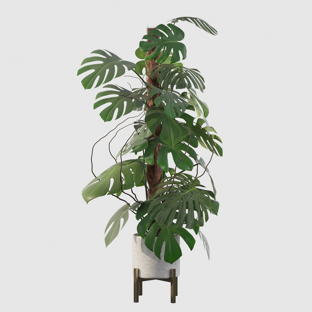 3D Monstera deliciosa 07 https://p.turbosquid.com/ts-thumb/3P/eBXQLF/ea/20/jpg/1663754667/1920x1080/fit_q87/3e5c3fc4c05e601a32741bfdb4366c006277248a/20.jpg