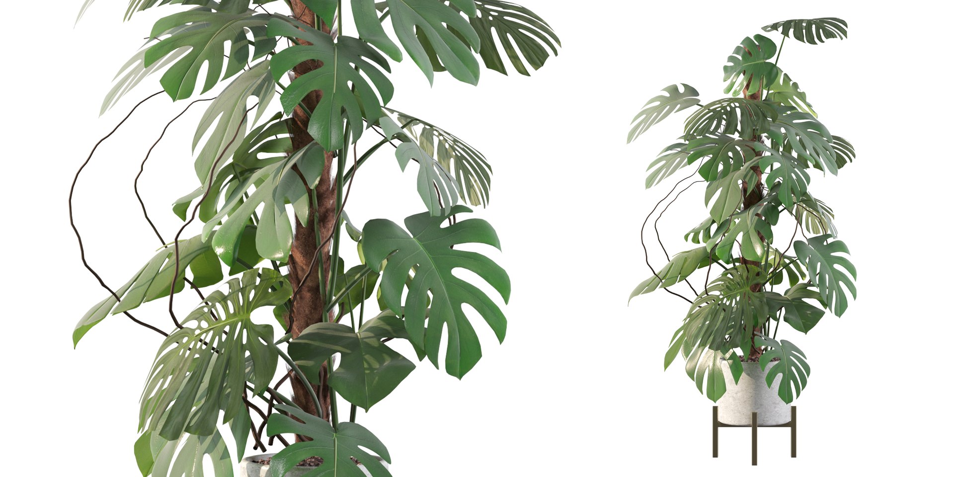 3D Monstera deliciosa 07 https://p.turbosquid.com/ts-thumb/3P/eBXQLF/gh/4/jpg/1663754642/1920x1080/fit_q87/4d2d533afb0f4d6b1695c42cf147611c3f976975/4.jpg