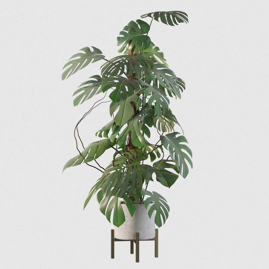 3D Monstera deliciosa 07 https://p.turbosquid.com/ts-thumb/3P/eBXQLF/lY/23/jpg/1663754667/1920x1080/fit_q87/e89aa9fa2ff9e68280cae138a878bfd9d9de33a3/23.jpg