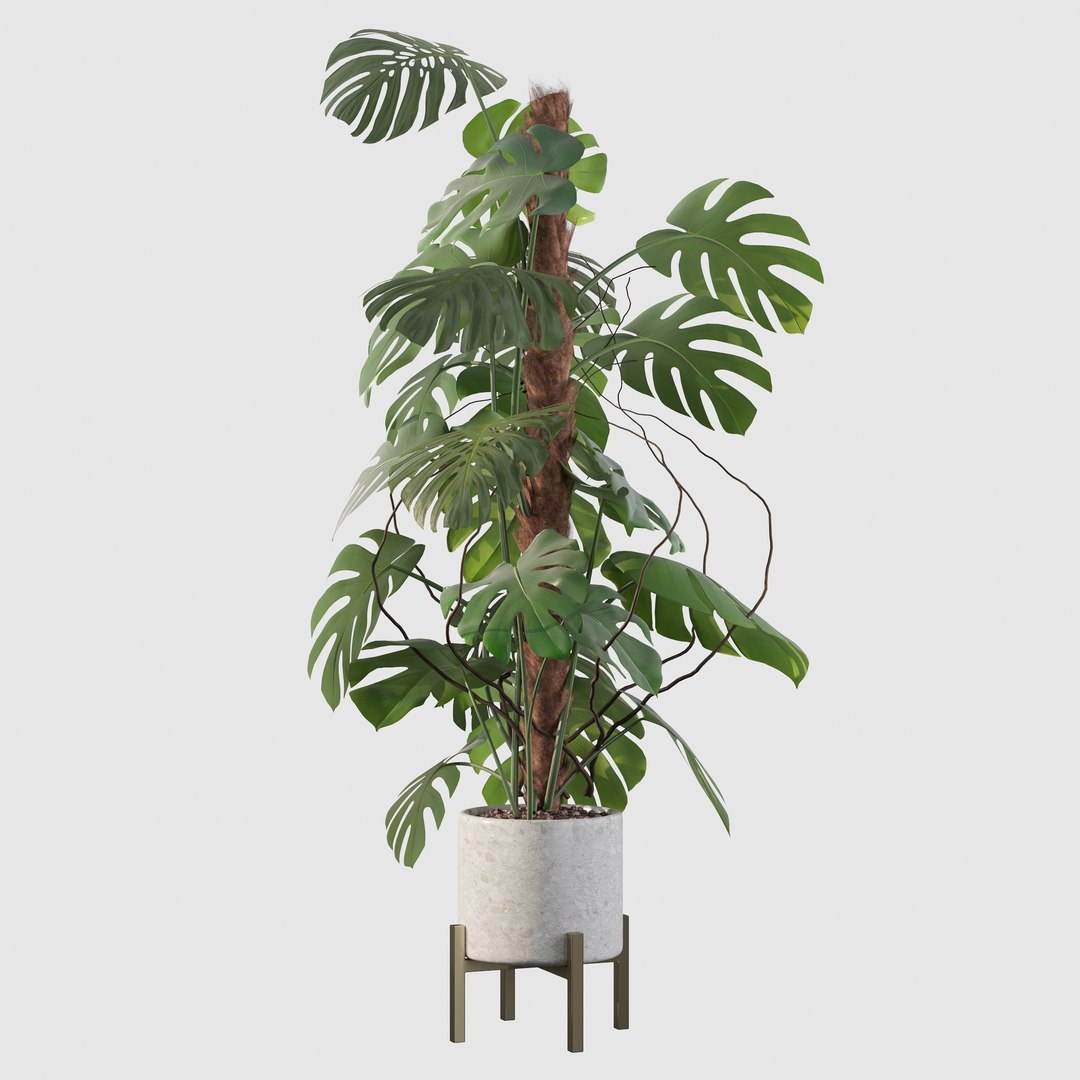 3D Monstera deliciosa 07 https://p.turbosquid.com/ts-thumb/3P/eBXQLF/me/12/jpg/1663754662/1920x1080/fit_q87/6a28b7802439c744e3f57ef97a5a88f42ec2e417/12.jpg