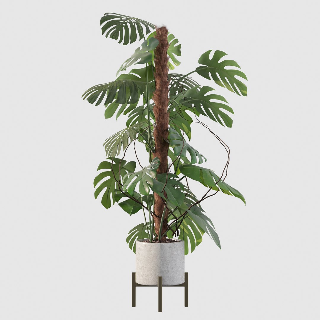 3D Monstera deliciosa 07 https://p.turbosquid.com/ts-thumb/3P/eBXQLF/ob/13/jpg/1663754662/1920x1080/fit_q87/ff0572e9d4c146be3491b08432a526c5cab0b4d1/13.jpg