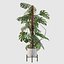 Monstera deliciosa 07