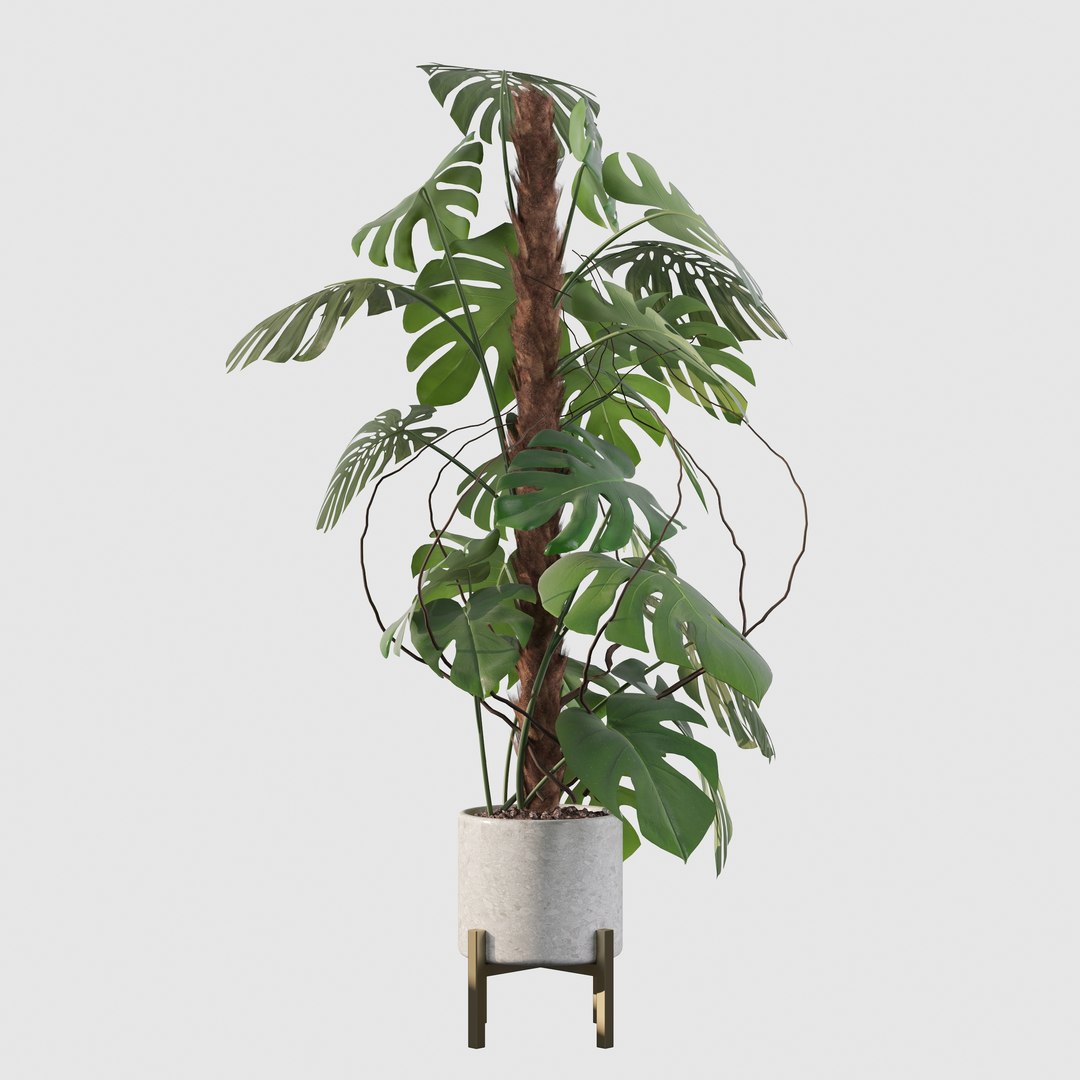 3D Monstera deliciosa 07 https://p.turbosquid.com/ts-thumb/3P/eBXQLF/wN/15/jpg/1663754662/1920x1080/fit_q87/97a47fbd260de0859fc6ee17caf36c1a5bd4f3bb/15.jpg