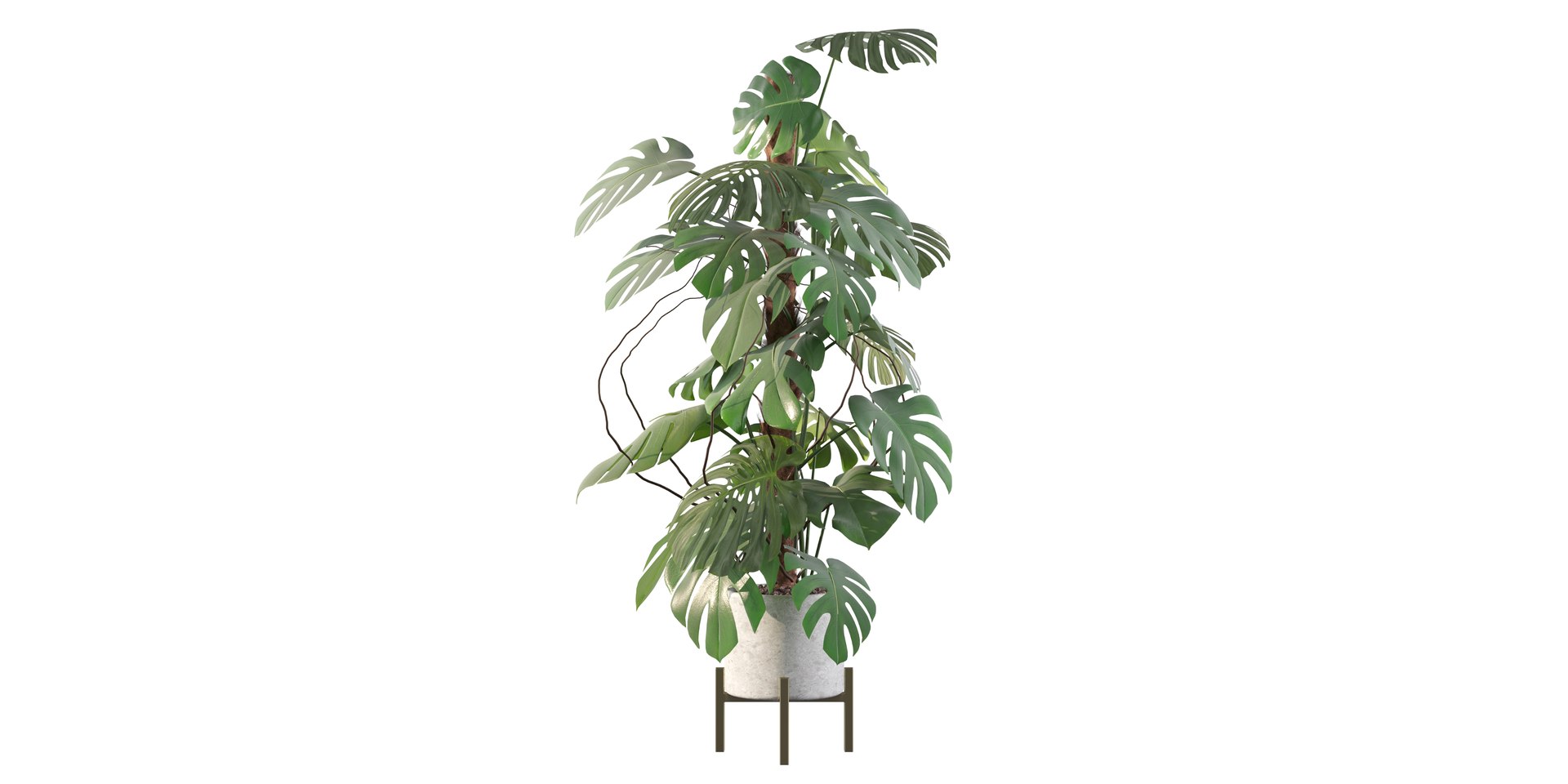 3D Monstera deliciosa 07 https://p.turbosquid.com/ts-thumb/3P/eBXQLF/xW/3/jpg/1663754641/1920x1080/fit_q87/685e21de43c3c8e2a57acef0c94f2f7b55a0fd1c/3.jpg