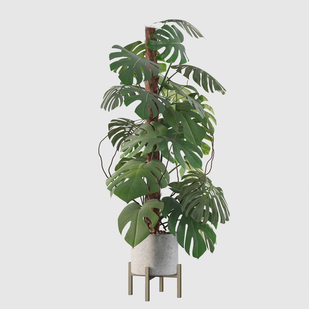 3D Monstera deliciosa 07 https://p.turbosquid.com/ts-thumb/3P/eBXQLF/y5/18/jpg/1663754665/1920x1080/fit_q87/59870db1481a01ca89dbe4a5fd4dcf5501f17c3d/18.jpg