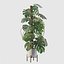 Monstera deliciosa 07