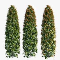 Syzygium campanulatum plant set 05