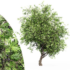 African Olive tree