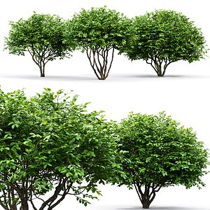 3D bush euonymus
