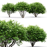 Euonymus bush 06