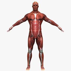 muscle male model